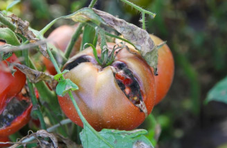 Hnijúce paradajky na kríkoch - TOTO sú príčiny! A poradíme vám, ako tomu zabrániť