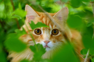 Máte plnú záhradu cudzích mačiek? Vyskúšajte tieto triky na ich odplašenie