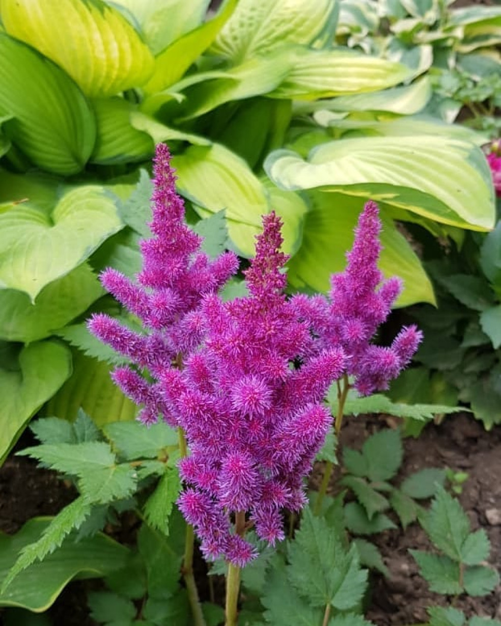 Astilba
