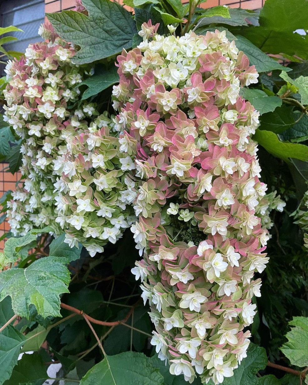 Hortenzia