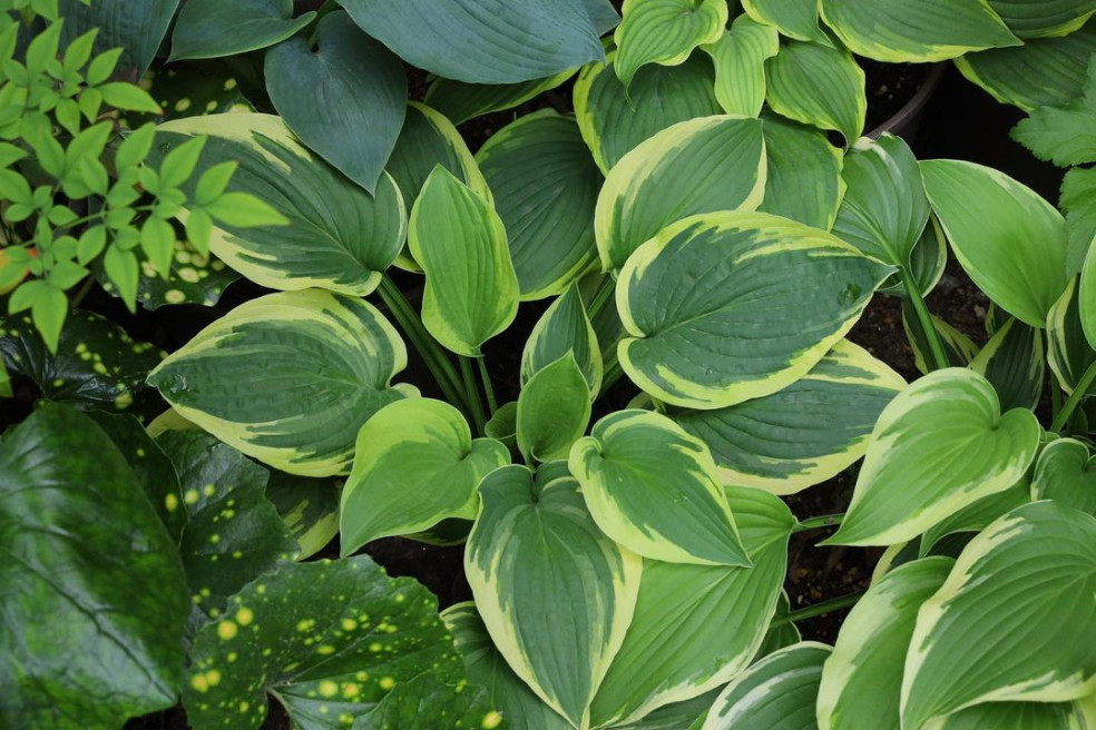 Hosta