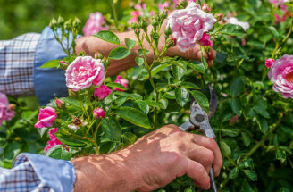 Ako strihať ruže po odkvitnutí? Poradíme vám ten najlepší postup!