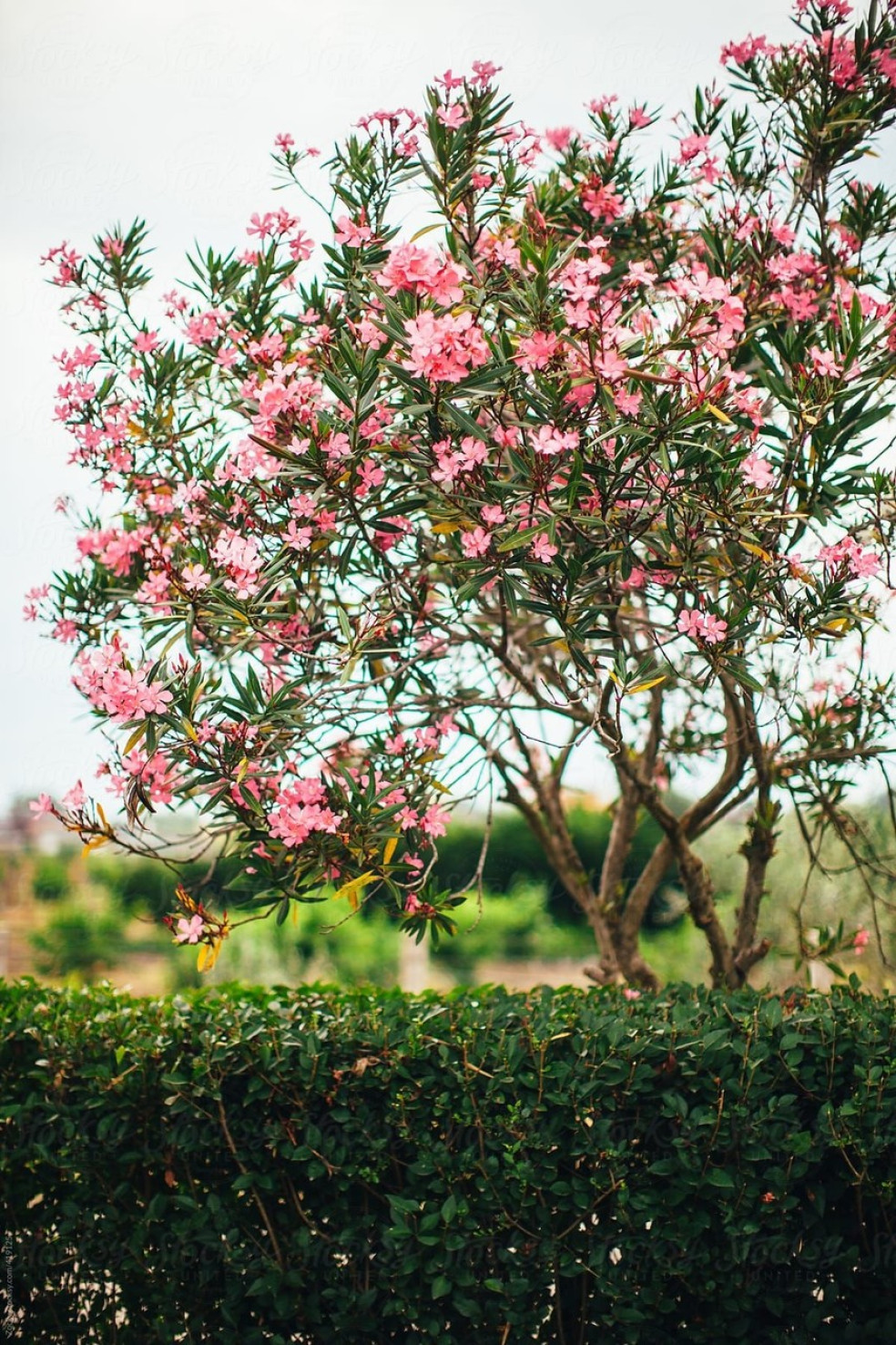 oleander