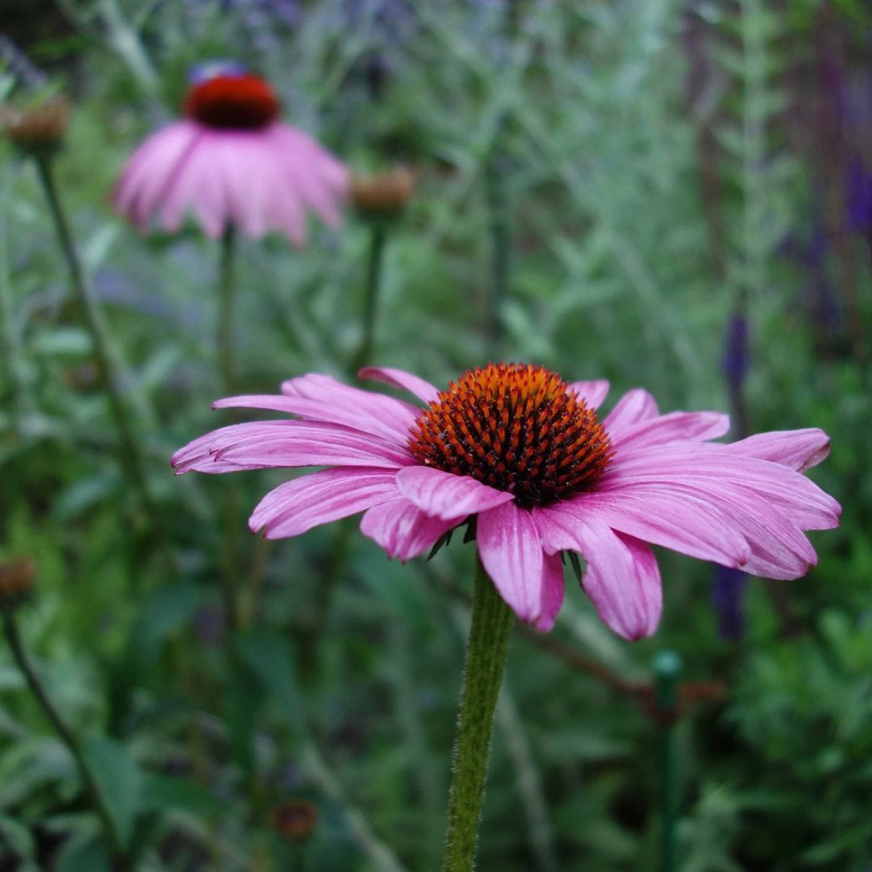 Echinacea