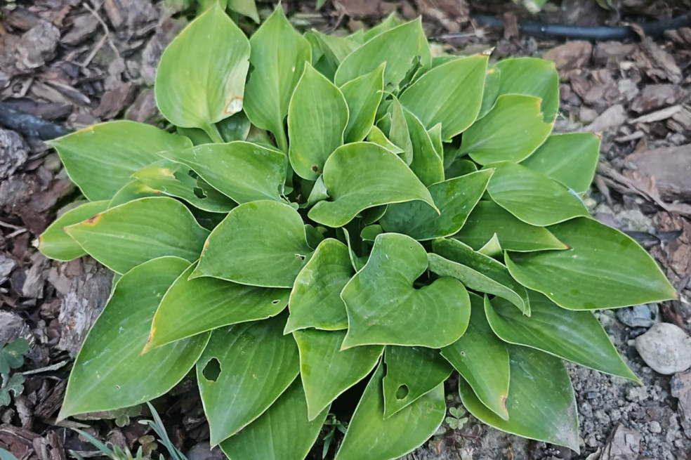 Hosta