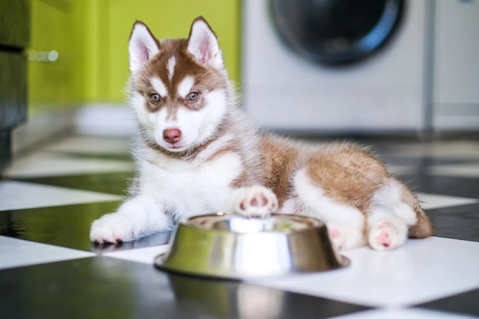 Kvalitné krmivo pre huskyho