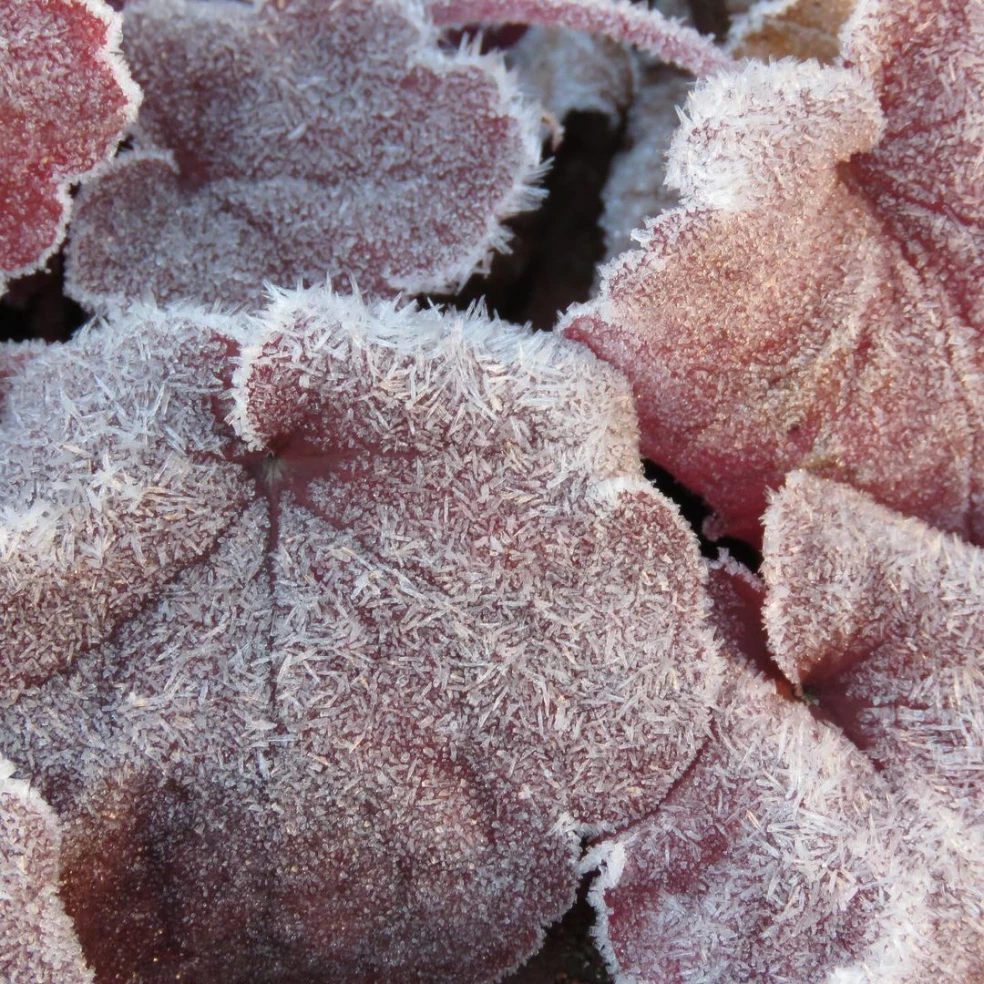 Heuchera