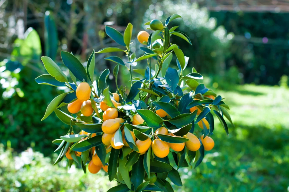 Kumquat pestovanie
