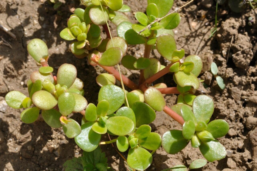 portulaka v záhrade