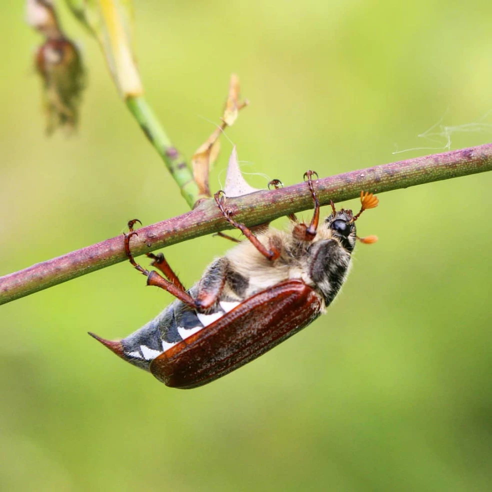 Larva