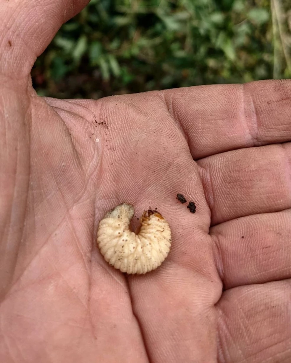 Larva