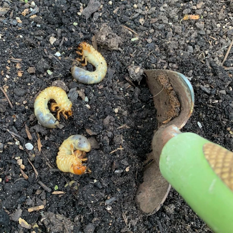 Larva