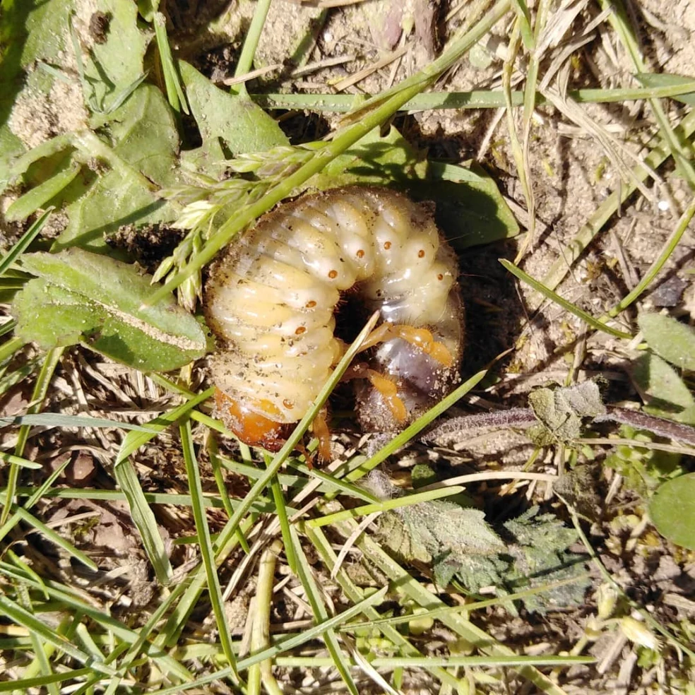 Larva