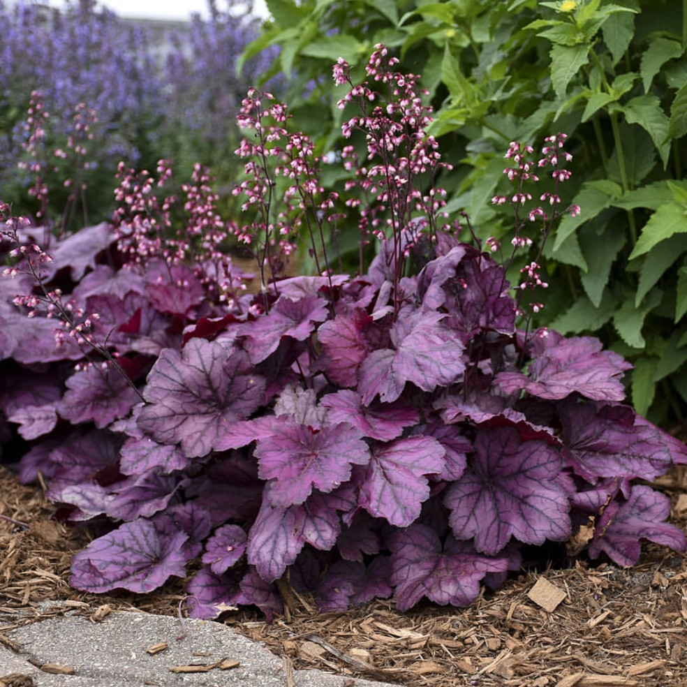 Heuchera