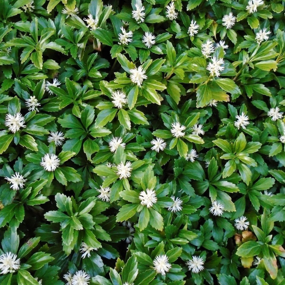 Pachysandra