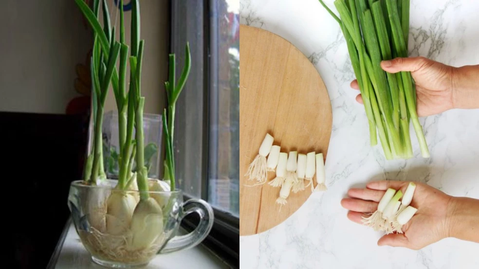 Cibuľky pestovanie v zime