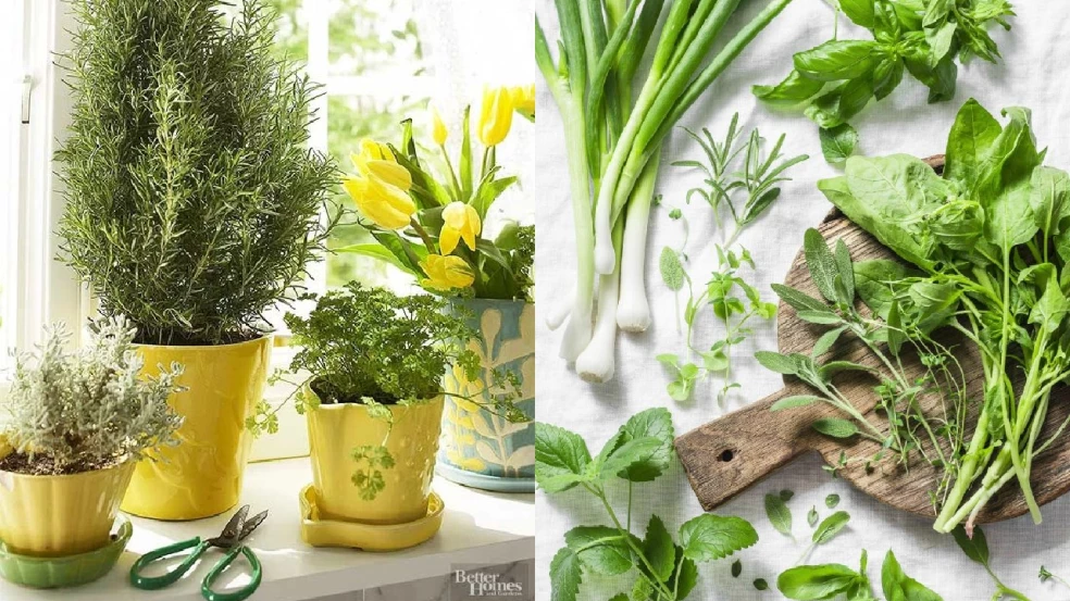 Pestovanie byliniek v zime