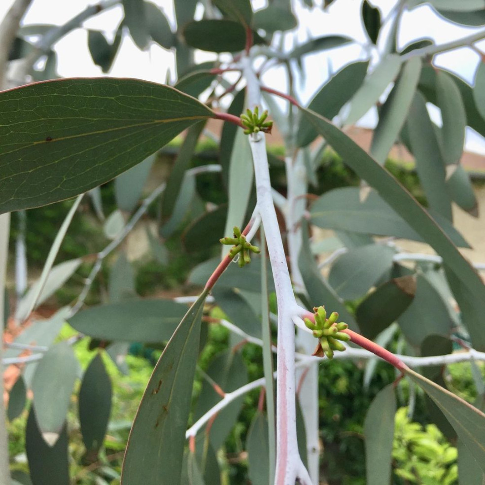 Eukalyptus