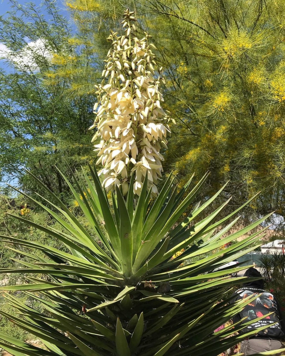 Yucca