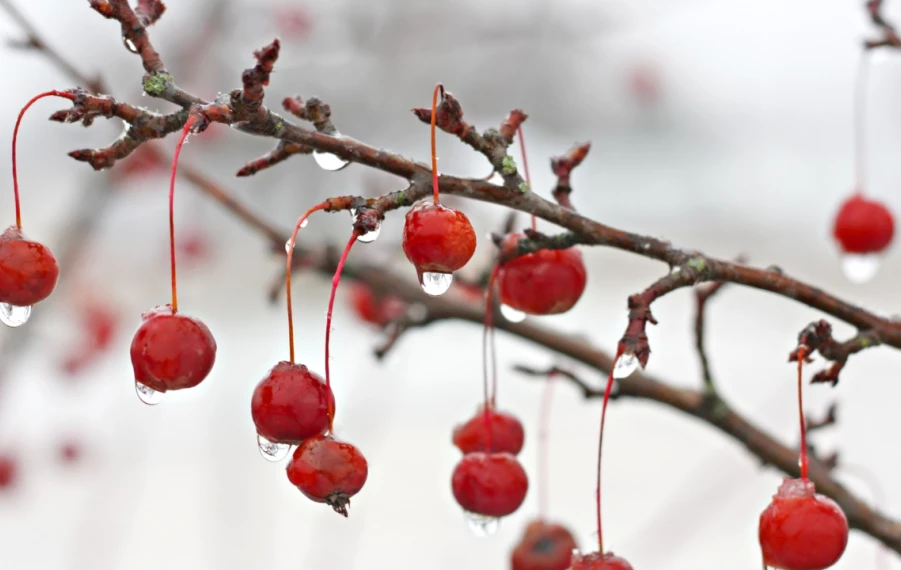 Zazimovanie ovocných stromov