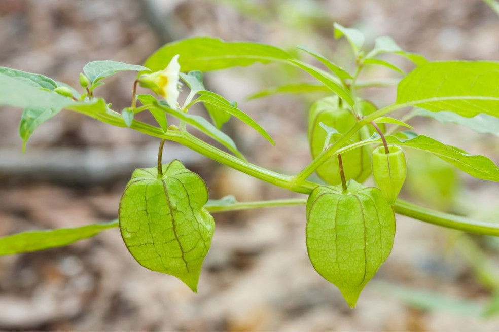 physalis