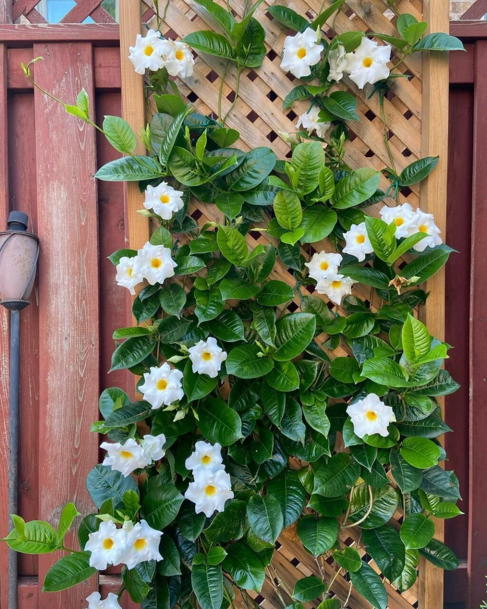 Mandevilla rastlina