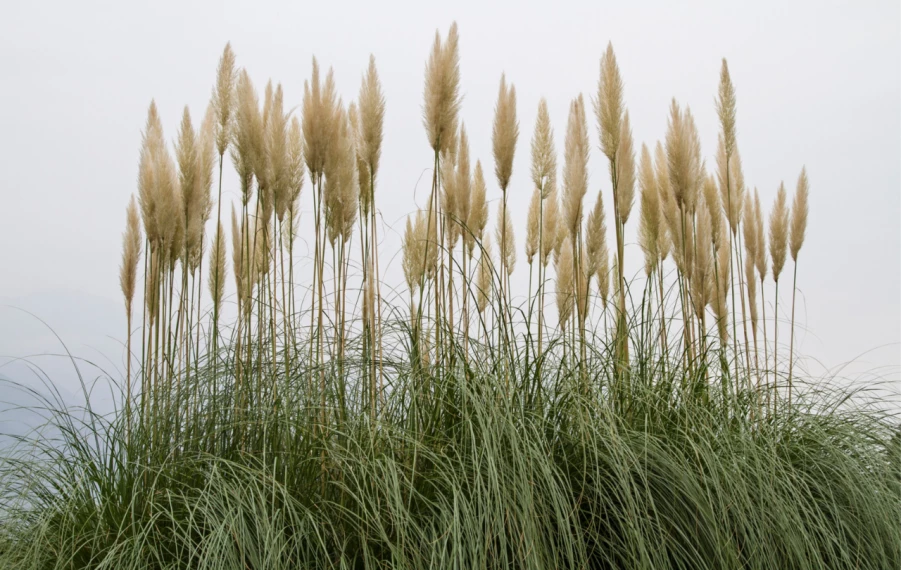 Ako pripraviť okrasné trávy na zimu