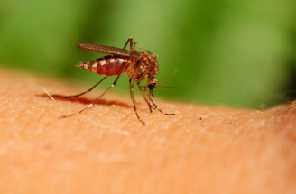 Komáre - TAKTO obmedzíte ich výskyt v záhrade!