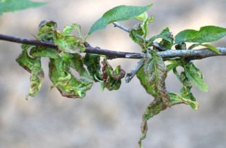 Múčnatka: Prevencia, liečba a ochrana rastlín pred touto hubovou infekciou