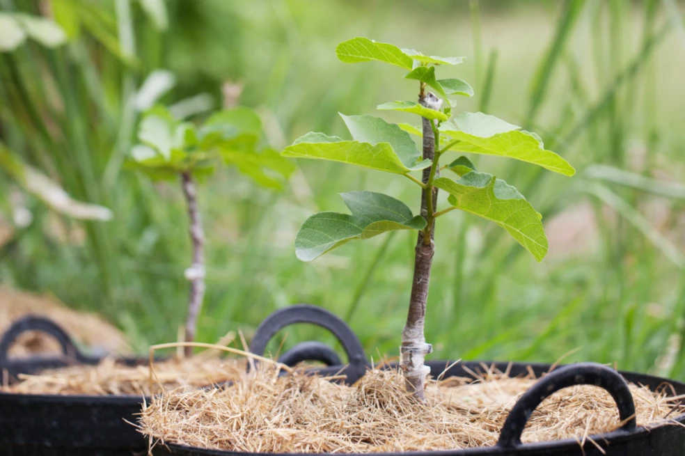ako zazimovať figovník