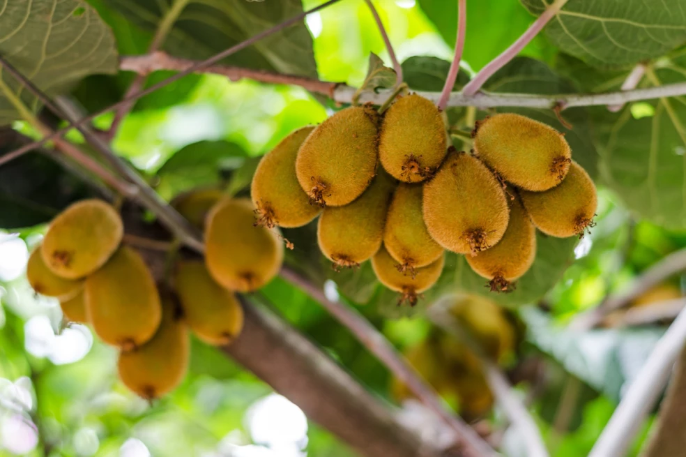 aktinídia kivi ako zaminovať 