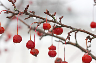 Ako ochrániť ovocné stromy pred mrazom? TOP rady, ako ich zazimovať!