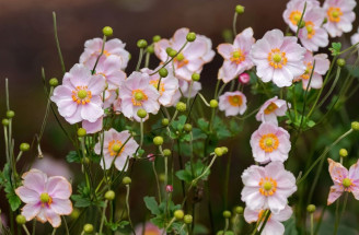 Sasanka japonská - poznáte túto trvalku? Inšpirujte sa a zasaďte si ju do svojich kvetinových záhonov!