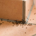 Ako sa zbaviť mravcov v domácnosti? Prinášame šikovné triky!