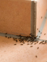 Ako sa zbaviť mravcov v domácnosti? Prinášame šikovné triky!