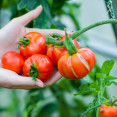 Rastliny odháňajúce škodcov od paradajok - nezabudnite ich vysadiť!