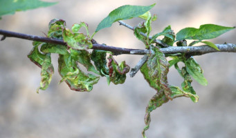 Múčnatka: Prevencia, liečba a ochrana rastlín pred touto hubovou infekciou