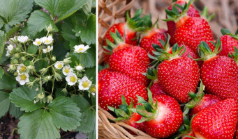 Kedy a ako hnojiť jahody? TOP tipy, ako dosiahnuť bohatú úrodu!
