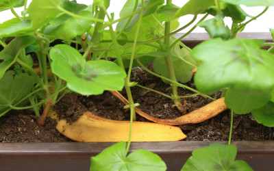 hnojivo z banánovej šupky