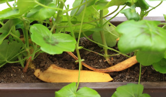 Ako pripraviť zázračné domáce hnojivo z banánovej šupky
