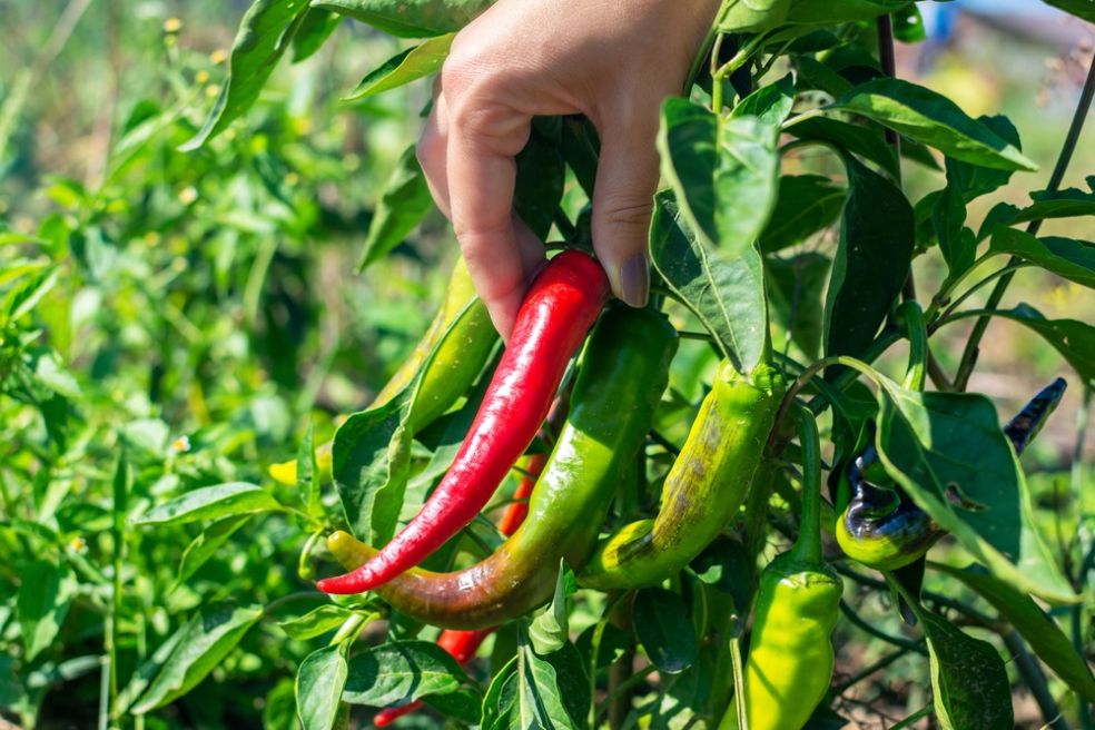 správne pestovanie papriky