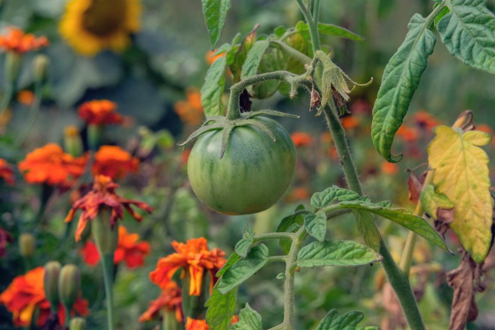 Čo nasadiť k paradajkám