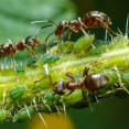 Zbavte sa mšíc - vošiek a mravcov raz a navždy!