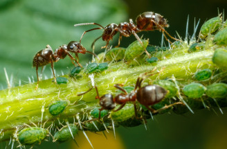 Zbavte sa mšíc - vošiek a mravcov raz a navždy!
