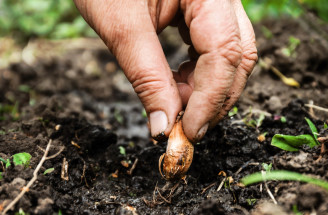 Čas na jesennú výsadbu cibuľovín: Čo zasadiť hneď a čo ešte počká?