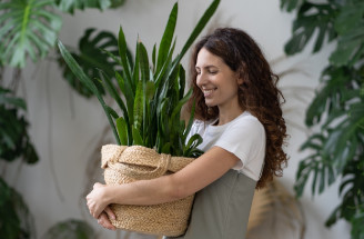 Svokrin jazyk (Sansevieria trojpása): Tipy pre úspešné pestovanie