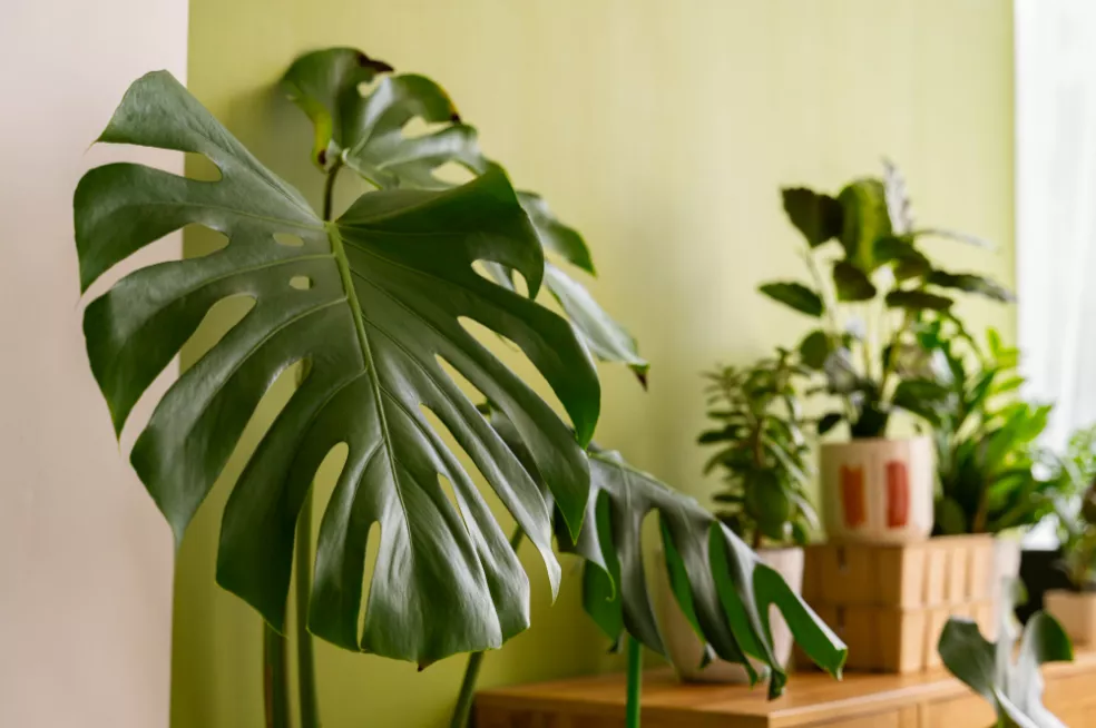 monstera