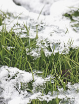 Ak je váš trávnik pokrytý mrazom a ľadom, TOTO nikdy nerobte! Inak ho poškodíte