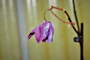 Nedarí sa v zime vašej orchidey? Vyskúšajte tajný trik švédskych záhradníkov!