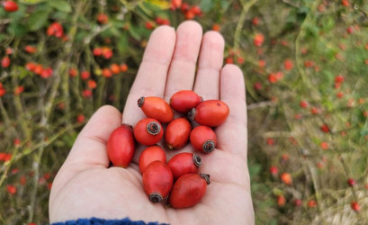 Uskladnenie šípok a recepty na chladné dni: Čaj, sirup, džem a ďalšie!